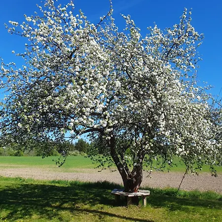 Majatalo Elsa Majatalot